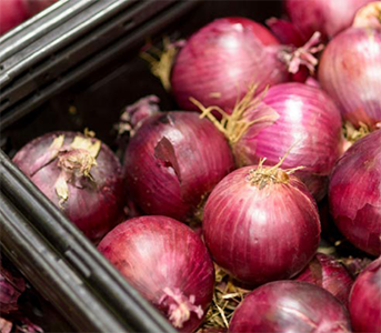 zerella fresh onions - packed ready to go