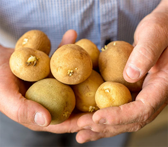 zerella fresh potatoes - sowing the seeds
