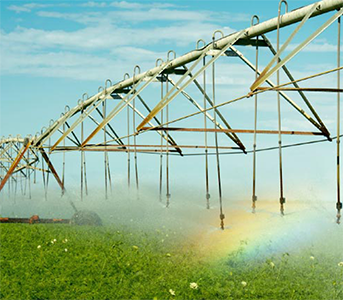 zerella fresh carrots - time to grow