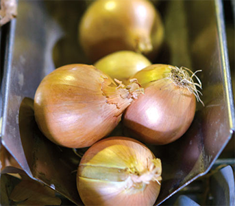 zerella fresh onions - washing and grading